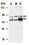 Protein numb homolog antibody, orb67106, Biorbyt, Western Blot image 