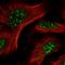 Proteasome maturation protein antibody, HPA026995, Atlas Antibodies, Immunofluorescence image 