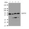 Sequestosome 1 antibody, LS-C313090, Lifespan Biosciences, Western Blot image 