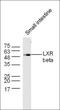 LXR beta antibody, orb185092, Biorbyt, Western Blot image 