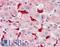 Heme Oxygenase 1 antibody, LS-B3420, Lifespan Biosciences, Immunohistochemistry paraffin image 