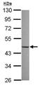 Nuclear Factor I X antibody, ab101341, Abcam, Western Blot image 