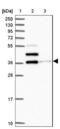 SLAM family member 6 antibody, NBP2-49025, Novus Biologicals, Western Blot image 