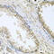 Cytochrome P450 Family 46 Subfamily A Member 1 antibody, 23-667, ProSci, Immunohistochemistry paraffin image 