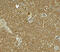 Nitric oxide synthase trafficker antibody, 8039, ProSci, Immunohistochemistry paraffin image 