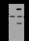 Synaptotagmin 4 antibody, 201028-T38, Sino Biological, Western Blot image 