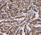 Heat Shock Protein Family E (Hsp10) Member 1 antibody, MBS2521282, MyBioSource, Immunohistochemistry frozen image 