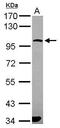Protocadherin Gamma Subfamily A, 6 antibody, GTX119183, GeneTex, Western Blot image 