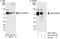 ENAH Actin Regulator antibody, A301-501A, Bethyl Labs, Immunoprecipitation image 