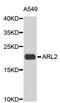 ADP Ribosylation Factor Like GTPase 2 antibody, STJ22684, St John