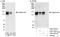 Angiomotin antibody, A303-303A, Bethyl Labs, Western Blot image 