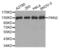 Protein Kinase N2 antibody, abx002969, Abbexa, Western Blot image 