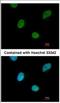CCR4-NOT transcription complex subunit 3 antibody, NBP2-15928, Novus Biologicals, Immunofluorescence image 