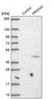 Serine protease 42 antibody, PA5-61373, Invitrogen Antibodies, Western Blot image 