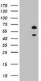 RNA Binding Fox-1 Homolog 1 antibody, LS-C338662, Lifespan Biosciences, Western Blot image 