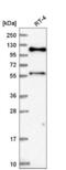 Scaffold Protein Involved In DNA Repair antibody, NBP2-58967, Novus Biologicals, Western Blot image 