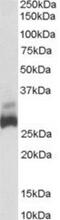 DHSB antibody, NB600-793, Novus Biologicals, Western Blot image 