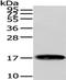 VAMP1 antibody, TA351909, Origene, Western Blot image 
