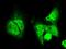 Acid Phosphatase antibody, GTX02234, GeneTex, Immunofluorescence image 