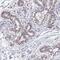 Dysbindin Domain Containing 1 antibody, PA5-60202, Invitrogen Antibodies, Immunohistochemistry frozen image 