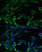 Branched Chain Amino Acid Transaminase 2 antibody, 22-929, ProSci, Immunofluorescence image 