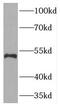 Thymidine Phosphorylase antibody, FNab06264, FineTest, Western Blot image 