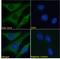 Sirtuin 3 antibody, LS-C139812, Lifespan Biosciences, Immunofluorescence image 