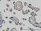 RUNX Family Transcription Factor 2 antibody, H00000860-M04, Novus Biologicals, Immunohistochemistry frozen image 