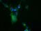 COBW Domain Containing 1 antibody, GTX84732, GeneTex, Immunofluorescence image 