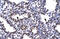 BarH Like Homeobox 2 antibody, 27-462, ProSci, Enzyme Linked Immunosorbent Assay image 