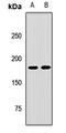 Protein Tyrosine Phosphatase Non-Receptor Type 23 antibody, orb412297, Biorbyt, Western Blot image 