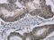 Matrix Metallopeptidase 20 antibody, CSB-PA104319, Cusabio, Immunohistochemistry paraffin image 