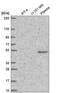 Family With Sequence Similarity 227 Member B antibody, NBP2-56416, Novus Biologicals, Western Blot image 