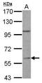 Regulator Of G Protein Signaling 14 antibody, PA5-21766, Invitrogen Antibodies, Western Blot image 