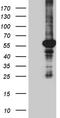 Peroxisome Proliferator Activated Receptor Delta antibody, TA811236, Origene, Western Blot image 