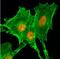 Histone Cluster 4 H4 antibody, NBP2-61559, Novus Biologicals, Immunofluorescence image 