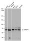 Probable histone acetyltransferase MYST1 antibody, PA5-78596, Invitrogen Antibodies, Western Blot image 