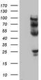 Protein C Receptor antibody, TA805771, Origene, Western Blot image 