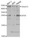 Growth Factor, Augmenter Of Liver Regeneration antibody, TA332702, Origene, Western Blot image 