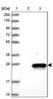 Esterase D antibody, PA5-58890, Invitrogen Antibodies, Western Blot image 