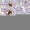 Serum amyloid A-4 protein antibody, HPA060139, Atlas Antibodies, Immunohistochemistry paraffin image 