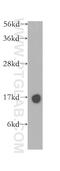 Cystatin C antibody, 12245-1-AP, Proteintech Group, Western Blot image 