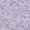 TEA domain family member 4 antibody, HPA056896, Atlas Antibodies, Immunohistochemistry frozen image 
