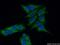 Microtubule Associated Protein 9 antibody, 26078-1-AP, Proteintech Group, Immunofluorescence image 