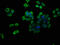 ATPase H+ Transporting V1 Subunit G1 antibody, CSB-PA00135A0Rb, Cusabio, Immunofluorescence image 