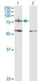Integrin beta-8 antibody, H00003696-M01, Novus Biologicals, Western Blot image 