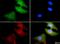 PDZ Domain Containing 1 antibody, NB400-149, Novus Biologicals, Immunofluorescence image 