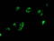 MYD88 Innate Immune Signal Transduction Adaptor antibody, TA502118, Origene, Immunofluorescence image 