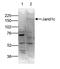 Lysine-specific demethylase 5C antibody, CI1111, Boster Biological Technology, Western Blot image 