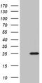 Protein BEX2 antibody, TA811155S, Origene, Western Blot image 